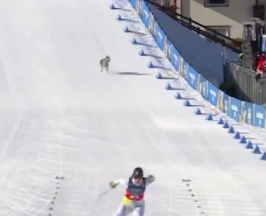 Пес фінішував на лижних перегонах Олімпіади-2026 і став зіркою соцмереж